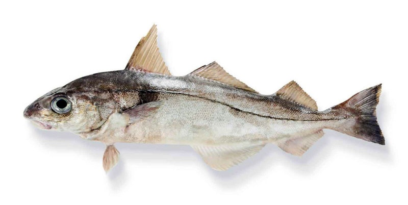 ATLANTIC N/E HADDOCK – HADDOCK ATLANTIQUE N/EST