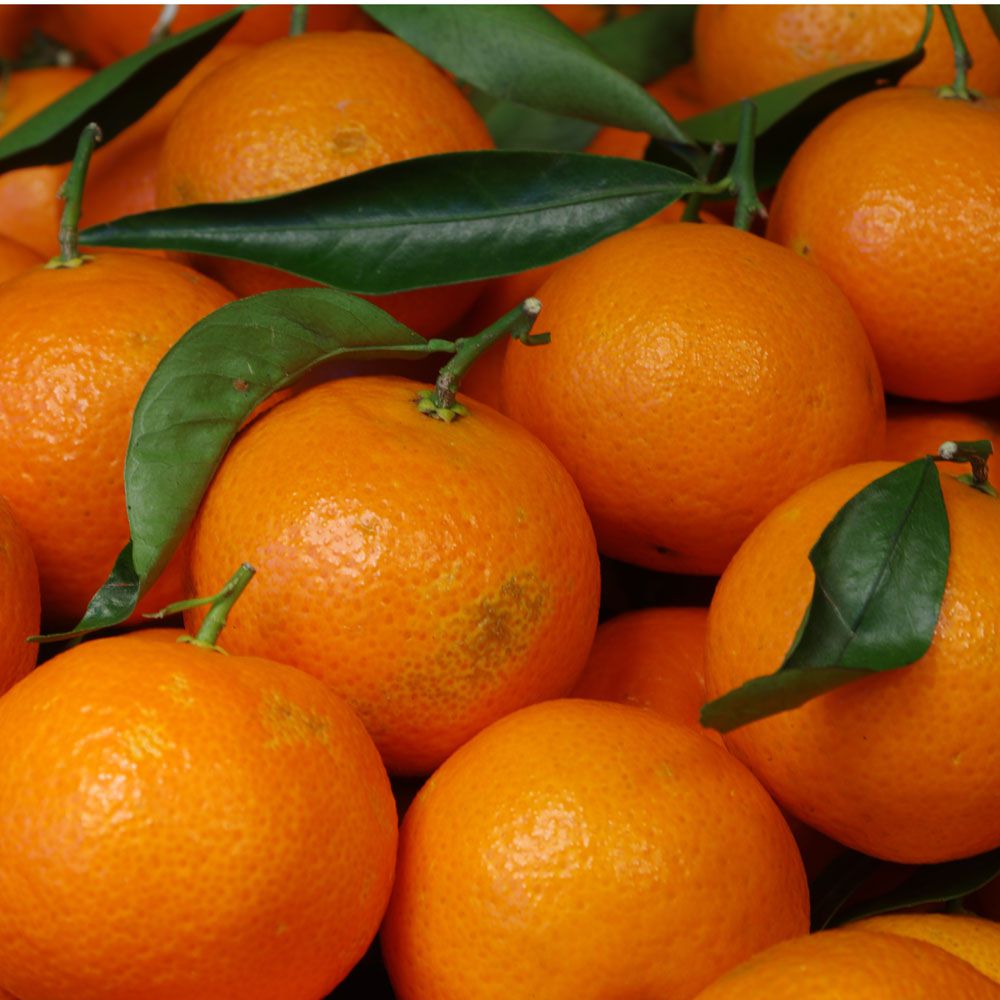 CLEMENTINE SPAIN - KG CLEMENTINE ESPAGNE - KG