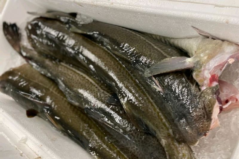 COD 4/6KG ATLANTIC -CABILLAUD 4/6KG ATLANTIC