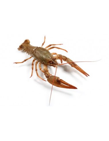 CRAYFISH LIVE  5/10 -1 KG ECREVISSE VIVANT  5/10 -1 KG