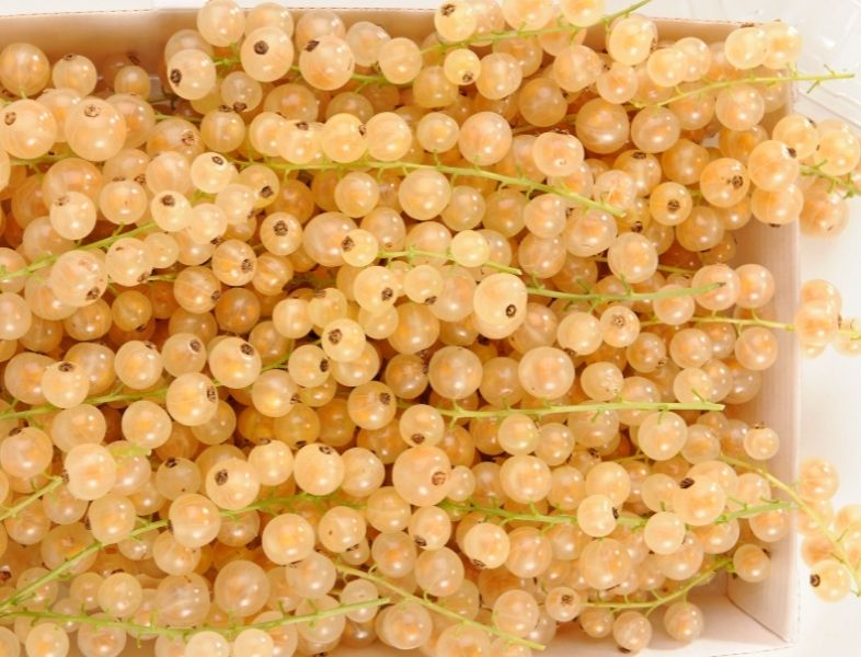 CURRANT WHITE - PUNNET GROSEILLE BLANCHE - BQT
