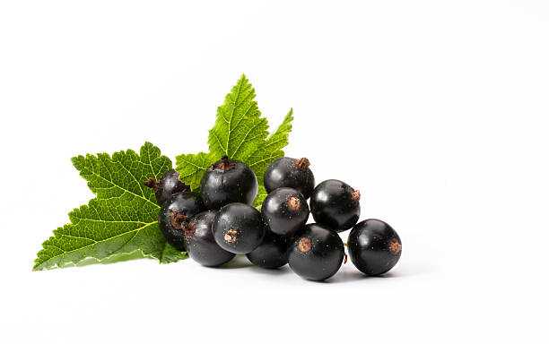 CURRENT BLACK - PUNNET GROSEILLE NOIR - BQT