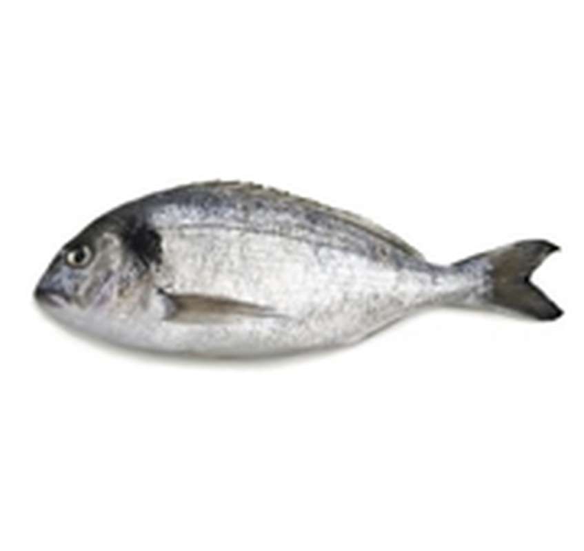 DORADE ROYALE 4/600GR ELEVAGE GRÈCE -ROYAL SEA BREAM FARM 4/600GR GREECE