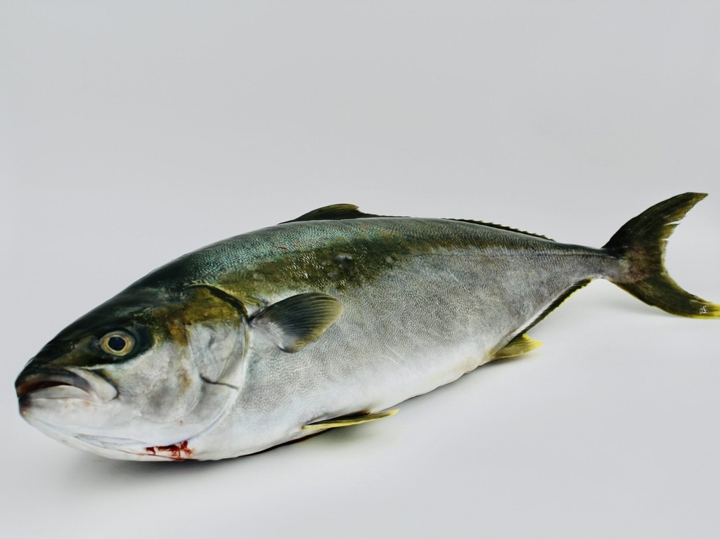 HAMACHI SERIOLA (IKEJIME) –SERIOLE HAMACHI IKEJIME