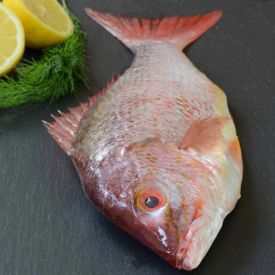 LEAN FISH WILD 4/6KG – MAIGRE SAUVAGE 4/6KG
