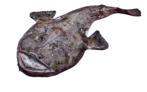 MONKFISH 4KG+ ATLANTIC N/EST – LOTTE 4KG+ ATLANTIQUE N/EST