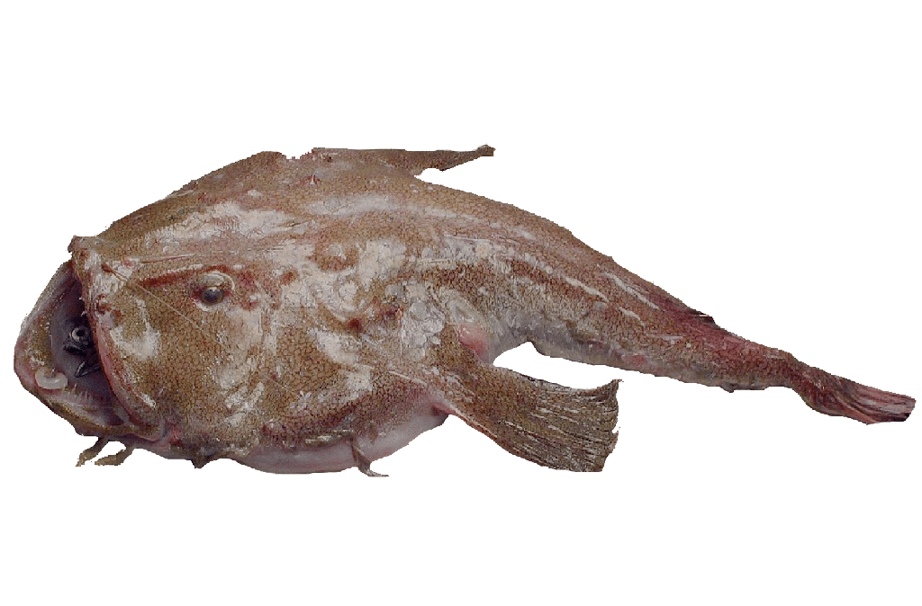 MONKFISH MEDITERRANEAN – BAUDROIE MER MÉDITERRANÉE