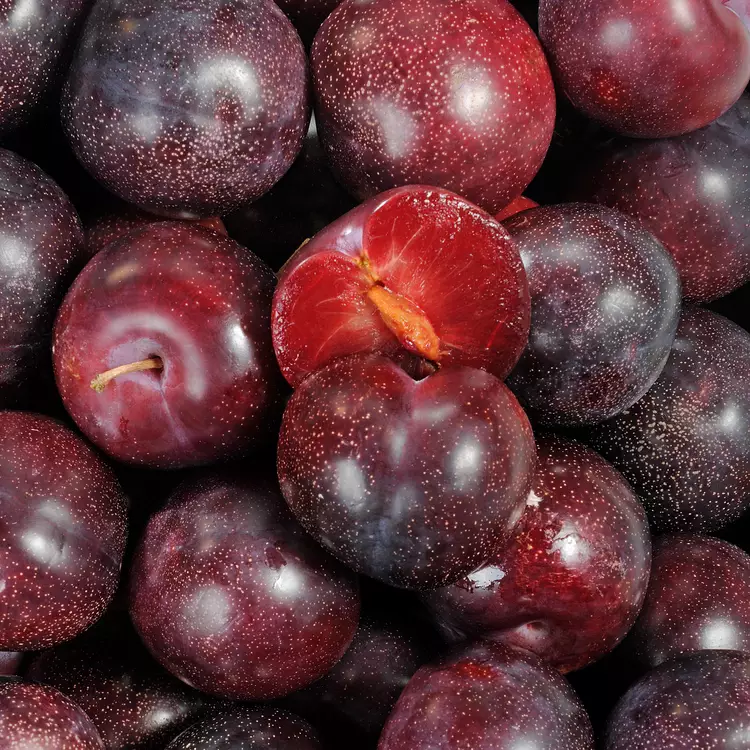 PLUM BLACK - KG PRUNE NOIRE - KG