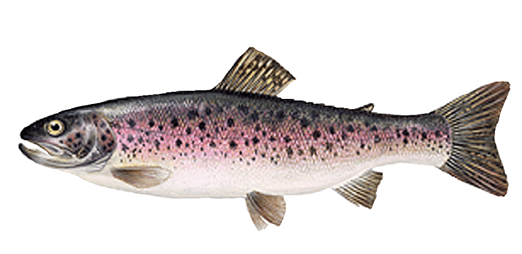 RAINBOW TROUT FISH FARM– TRUITE ARC-EN-CIEL ÉLEVAGE 