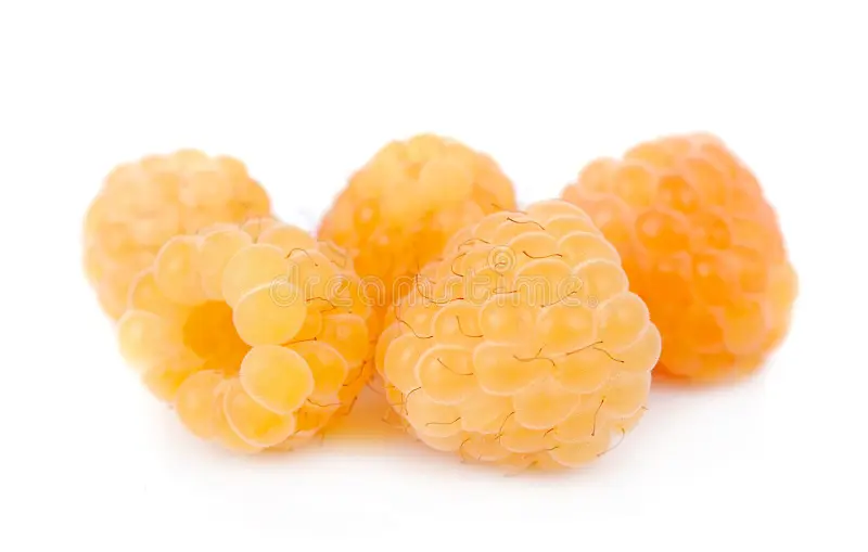 RASPBERRY YELLOW - PUNNET FRAMBOISE JAUNE  - BQT