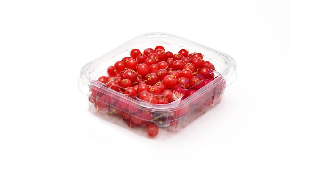 RED CURRENT - PUNNET GROSEILLE - BQT