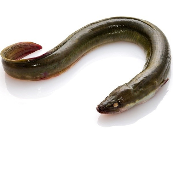 REGULAR FRESHWATER EEL – KG ANGUILLE EAU CLAIRE 
