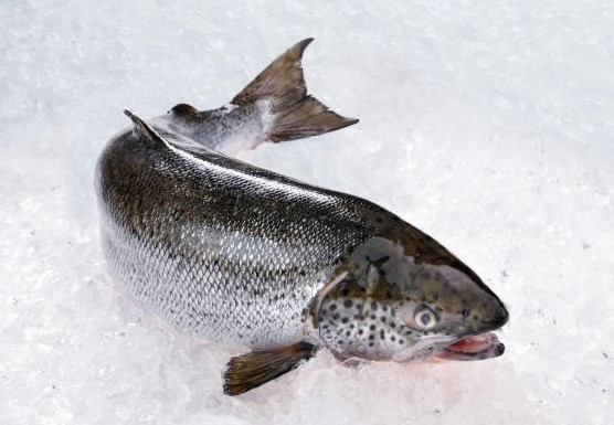 SALMON 3/4KG RED LABEL NORWAY – SAUMON 3/4KG LABEL ROUGE NORVÈGE