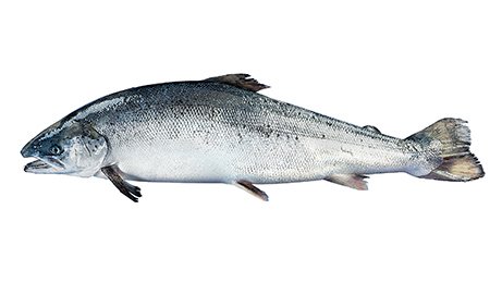 SALMON 4/5KG ORGANIC SCOTTISH – SAUMON 4/5KG BIO ÉCOSSE