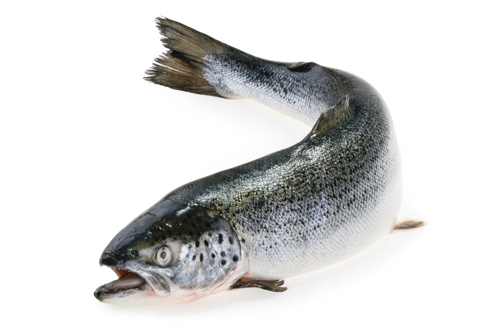 SALMON 5/6KG RED LABEL SCOTTISH – SAUMON 5/6KG ÎLES FÉROÉ SUPÉRIEUR