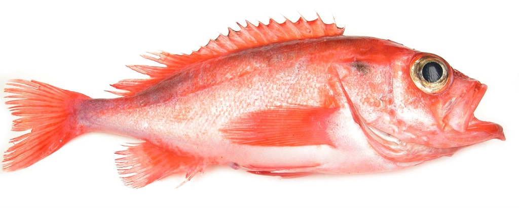 SEBASTES REDFISH 1/2KG ATL N/EST – RASCASSE SEBASTE 1/2KG ATLANTIQUE N/EST