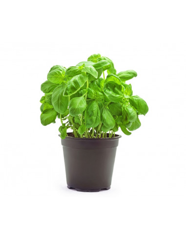 BASIL PLANT - POT BASILIC - POT