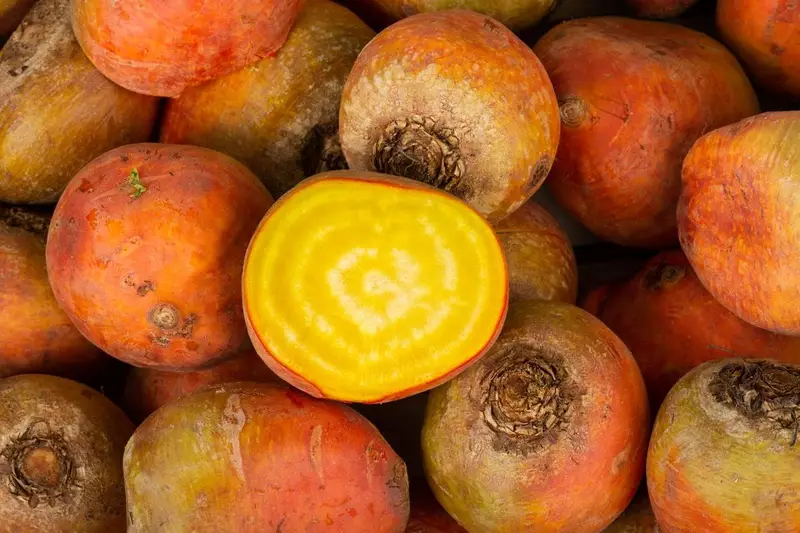 BEETROOT YELLOW - KG BETTERAVE JAUNE - KG