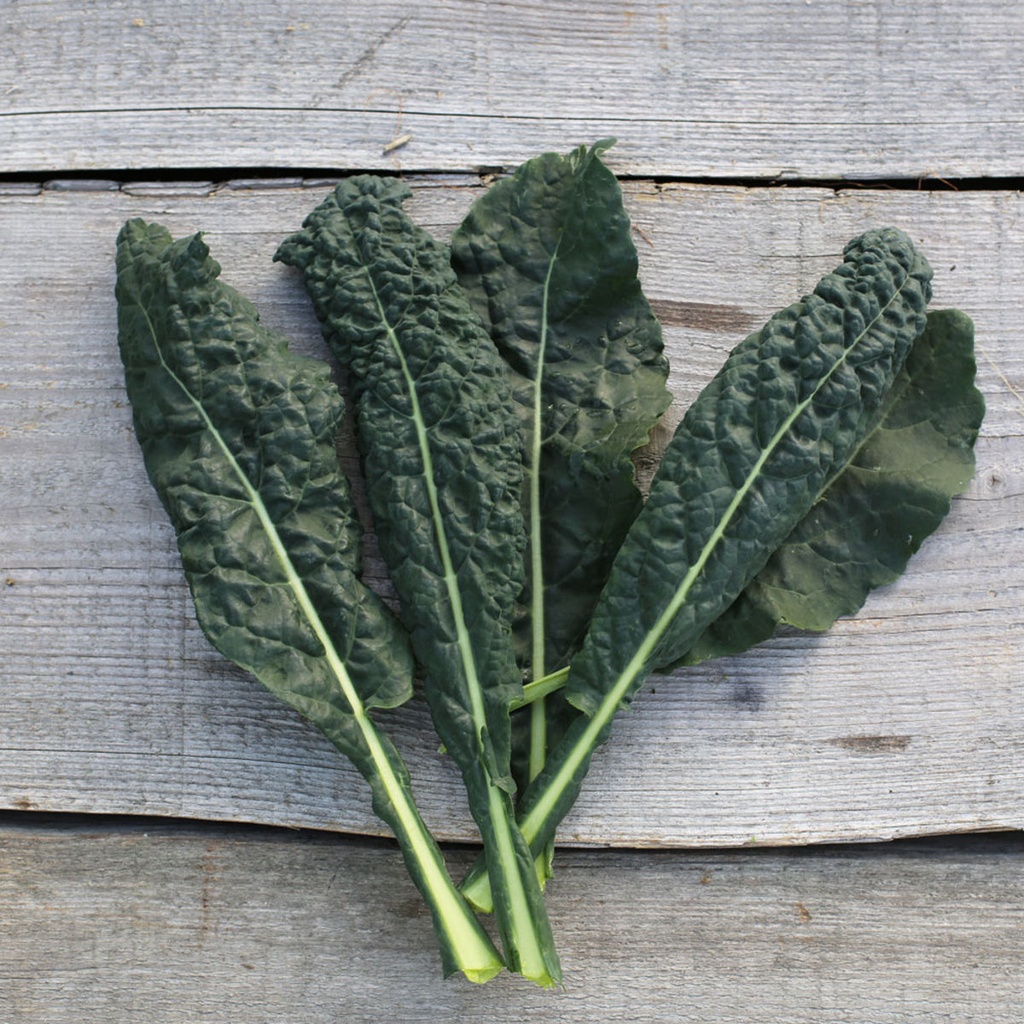 CABBAGE CAVOLO NERO - KG CHOUX NOIR CAVALO NERO - KG
