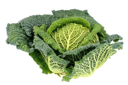CABBAGE GREEN CURLY SAVOY 
CHOUX VERT FRISE 