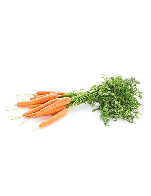 CARROT FANE - BUNCH CAROTTE FANE - BOTTE