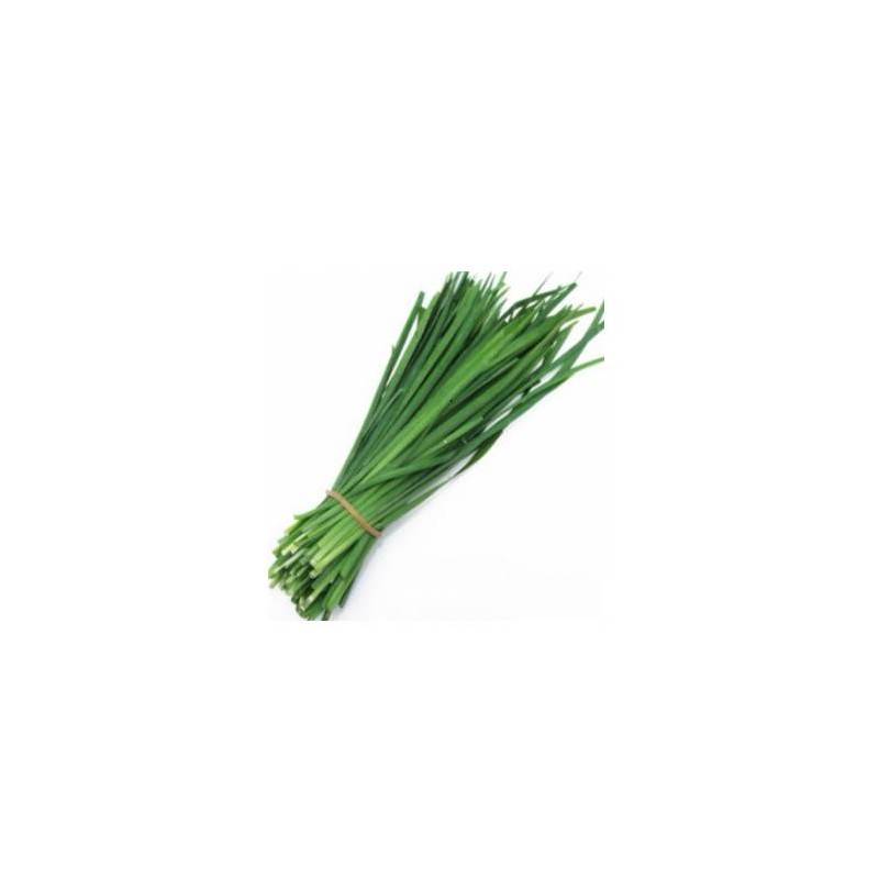 CHIVES -BUNCH CIBOULETTE - BOTTE