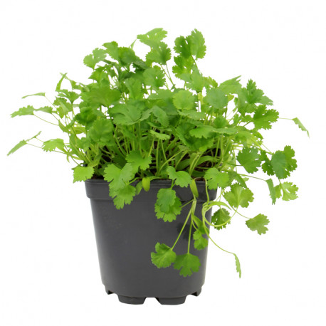 CORIANDER PLANT - POT CORIANDRE - POT
