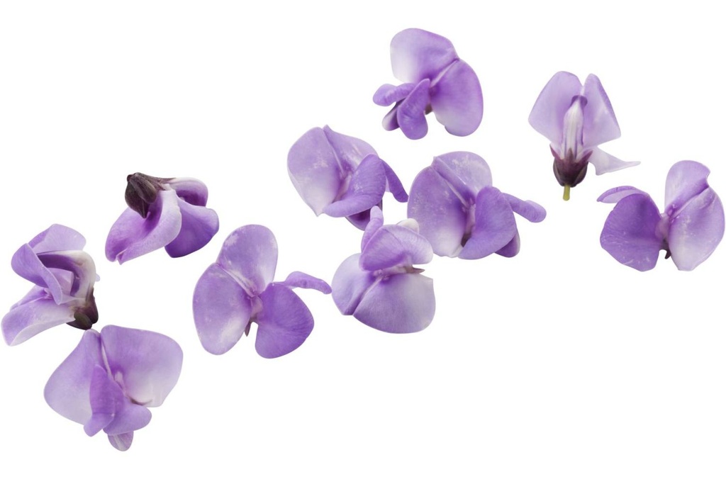 CRESS BEAN BLOSSOM X 20FLOWERS BEAN BLOSSOM CRESS X 20FLOWERS