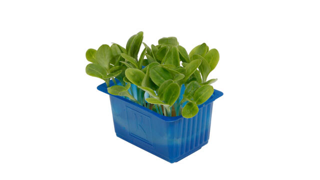 CRESS BORAGE/OYSTER CUCUMBER-PUNNET CRESS BORAGE/SALE HUITRE CONCOMBRE-BQT