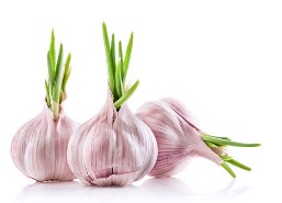 CRESS GARLIC - PUNNET GERMES D'AIL - BQT