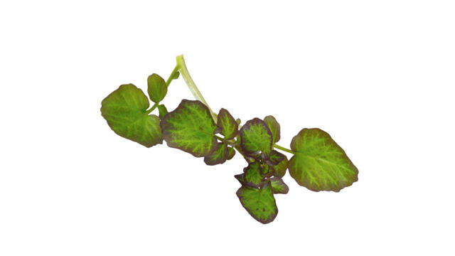 CRESS HIPPOTOP 2PNT X 200SHEETS CRESS HIPPOTOP 2PNT X 200FEUILLES