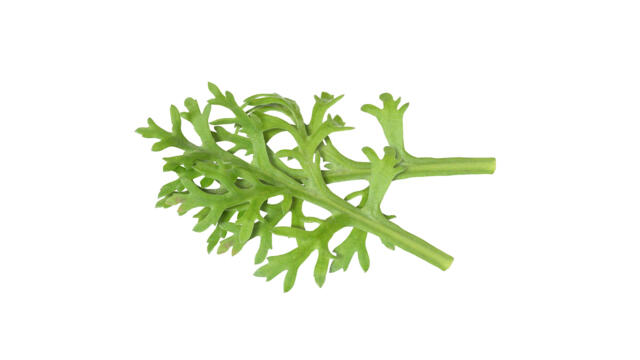 CRESS KIKUNA LEAVES 2BQ X 25FEUILLS CRESS KIKUNA FEUILLES 2BQ X 25FEUILLS