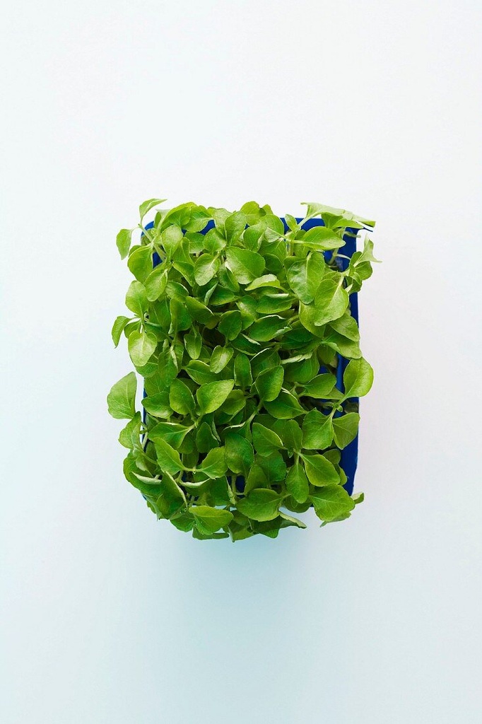 CRESS LEMON - PUNNET CRESS CITRON - BQT