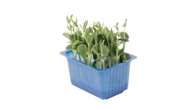 CRESS LUPINE - PUNNET CRESS LUPINE - BQT
