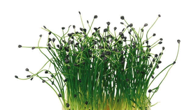 CRESS ROCK CHIVES - PUNNET CRESS AIL DOUX - BQT