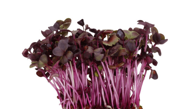 CRESS SAKURA MIX - PUNNET CRESS SAKURA MIX - BQT