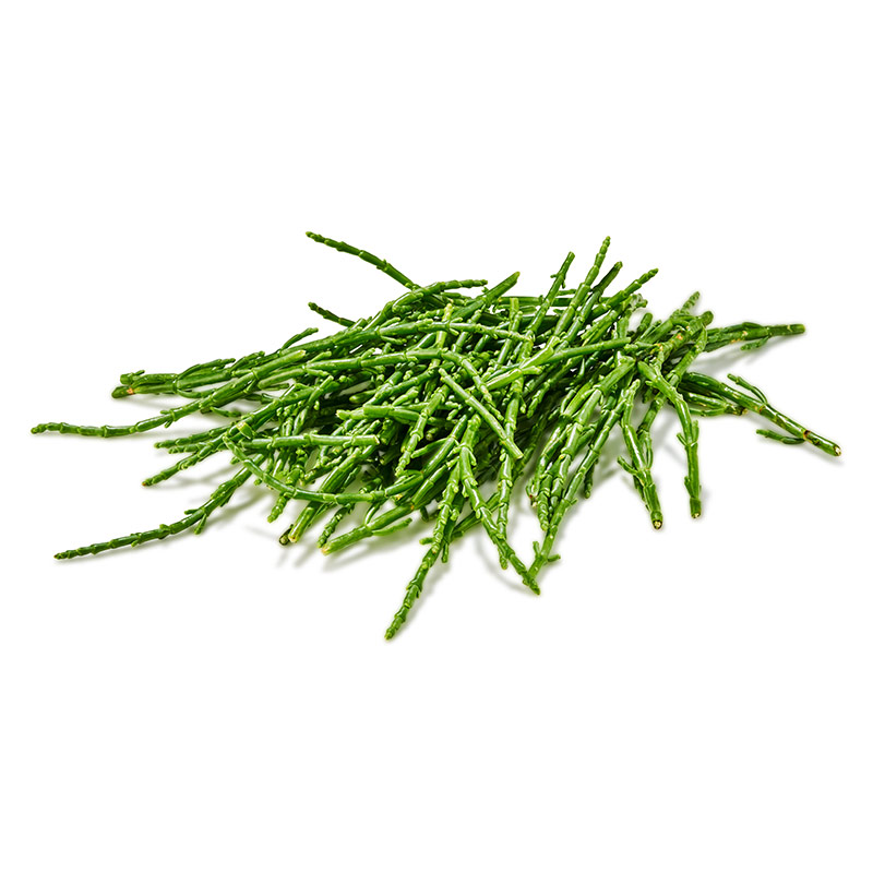CRESS SALICORNIA - PUNNET- CRESS SALICORNIA - BQT