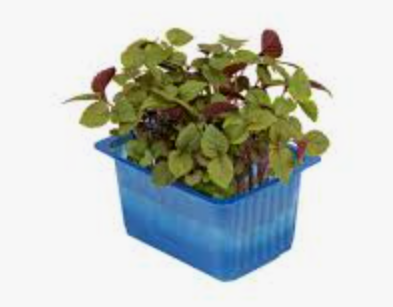 CRESS SHISO MIX - PUNNET CRESS SHISO VERT - BQT