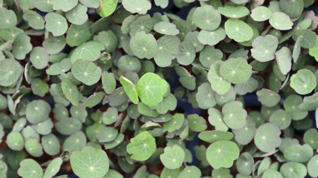 CRESS ZORRI - PUNNET CRESS ZORRI - BQT