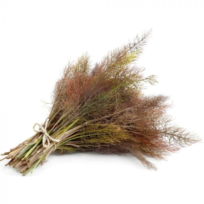 FENNEL BRONZE BASTELICA PUNNET FENOUIL BASTELICA BRONZE BARBIÃˆRE