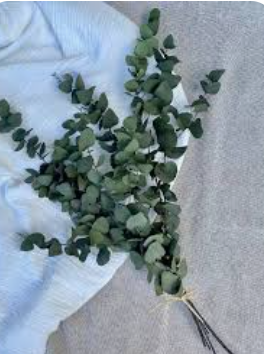 FEUILLAGE EUCALYPTUS . BTE