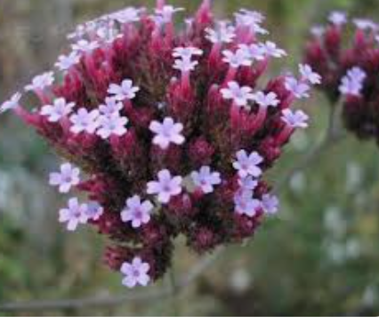 FLOWERS VERVENA - PNT FLEURS VERVEINE - BQT