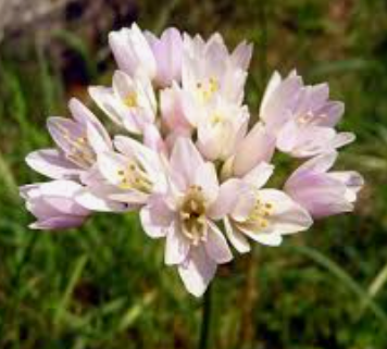 GARLIC FLOWER - PUNNET FLEURS AIL ROSE - BQT