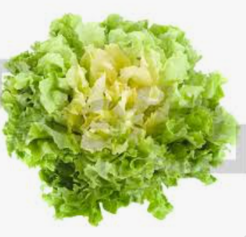 LETTUCE - ESCAROLE - KG SALADE SCAROLE - KG