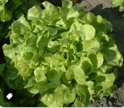 LETTUCE - OAKLEAVE BLONDE - PC SALADE FEUILLE CHAINE BLONDE PC