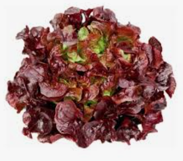 LETTUCE - OAKLEAVE RED - PC SALADE FEUILLE CHENE ROUGE - PC