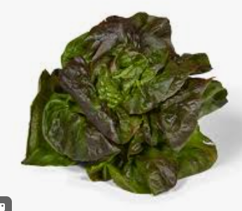LETTUCE - ROUGETTE - SALADE ROUGETTE