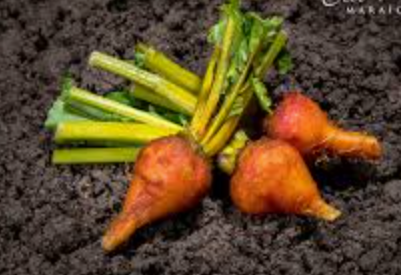 MINI BEETROOT YELLOW - PUNNET MINI BETTERAVE JAUNE - BQT