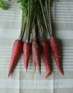 MINI CARROT PURPLE - PUNNET MINI CAROTTE VIOLETTE - BQT