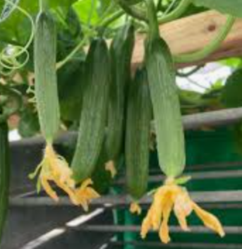 MINI CUCUMBER WITH FLOWER - PUNNET
MINI CONCOMBRE AVEC FLEURS - PC